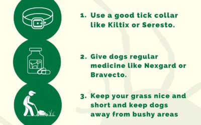 4 Ways to Stop Tick Sickness- Ehrlichiosis Poster