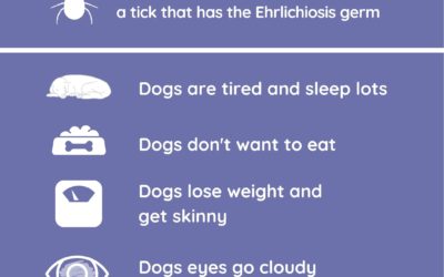 Dog Tick Sickness- Ehrlichiosis Poster