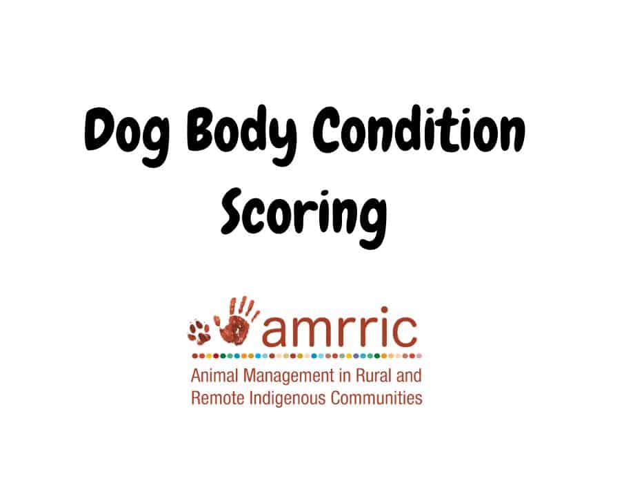 Dog Activity Sheet - AMRRIC