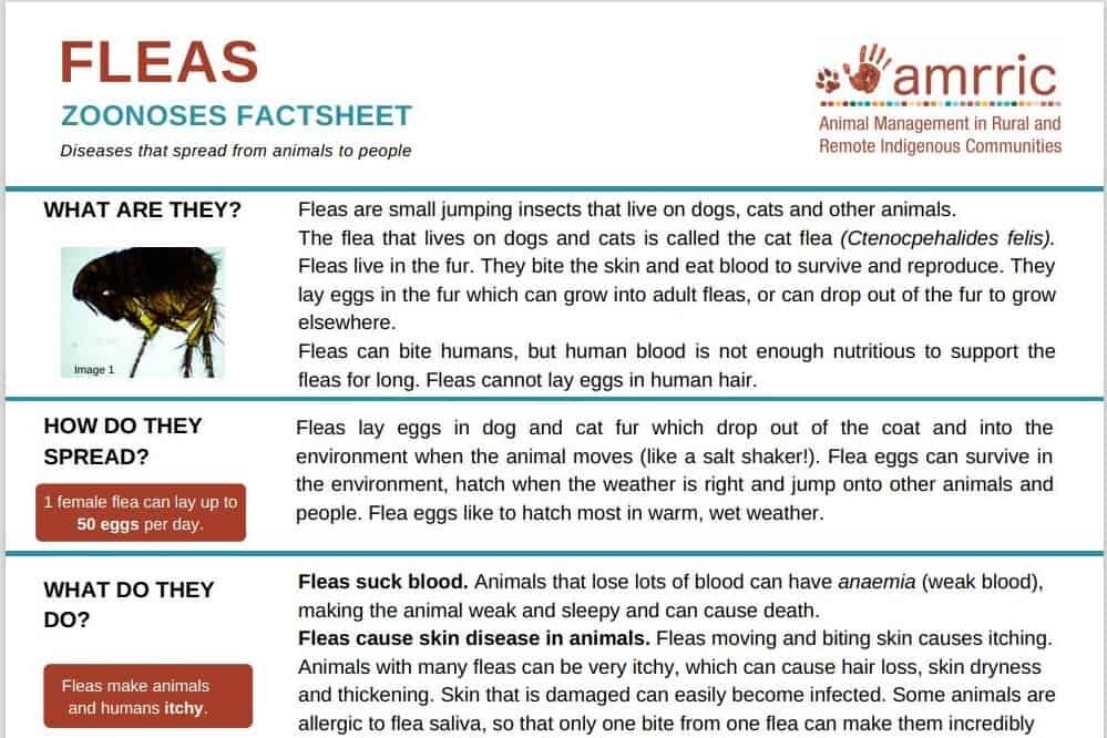 Fleas - Zoonoses Fact Sheet - AMRRIC