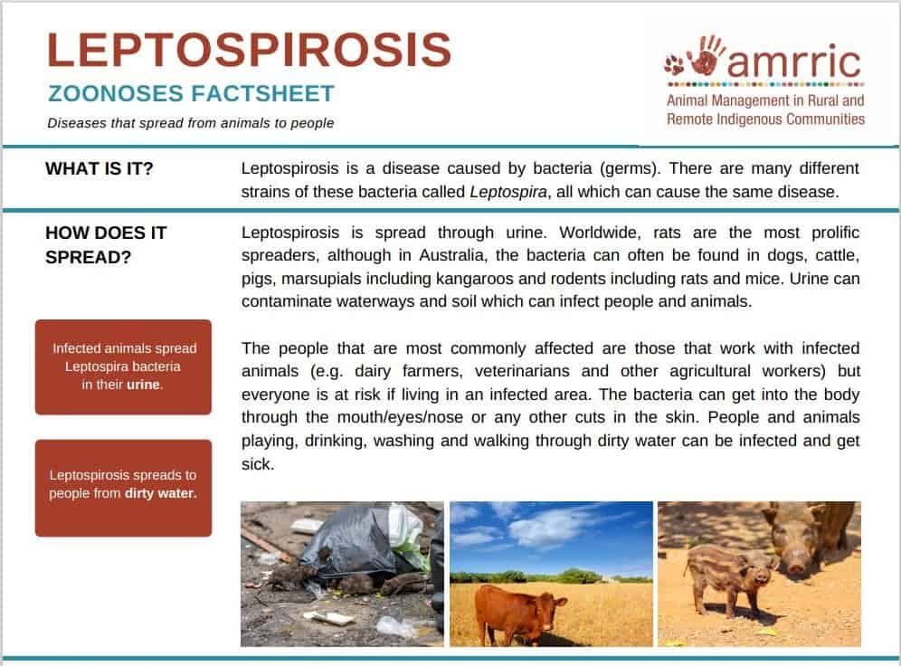 leptospirosis bacteria